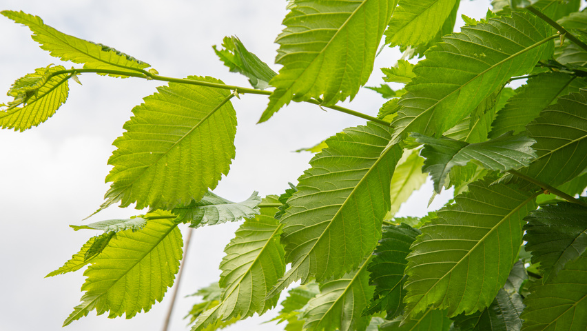 Ulmus americana 'Princeton' liście