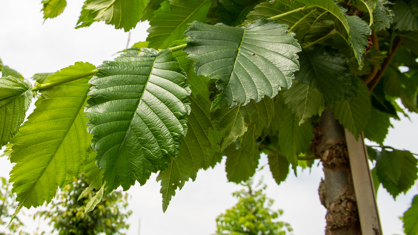 Ulmus americana 'Princeton' liście