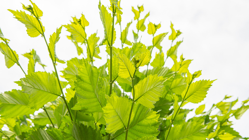 Ulmus americana 'Princeton' liście