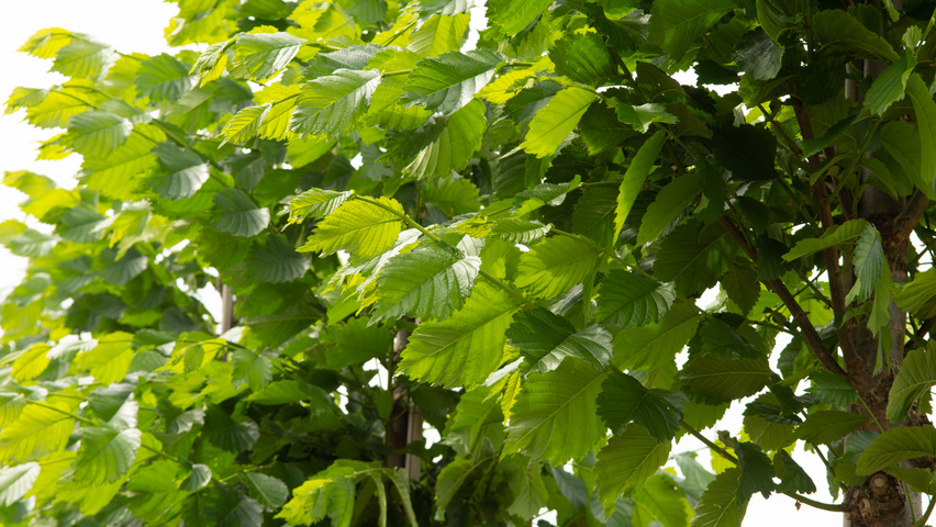 Ulmus americana 'Princeton' liście
