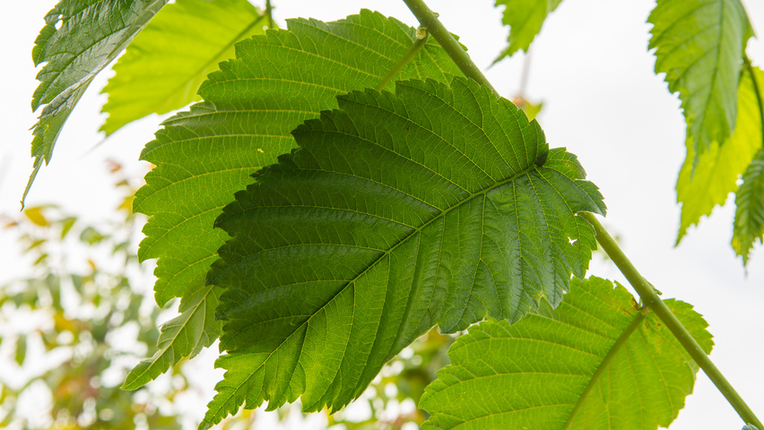Ulmus americana 'Princeton' liście
