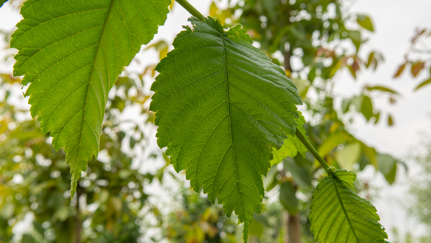 Ulmus americana 'Princeton' liście