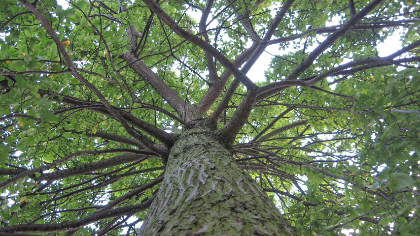 Ulmus 'Amsterdam' bast