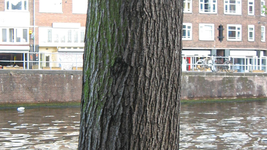 Ulmus 'Amsterdam' bast