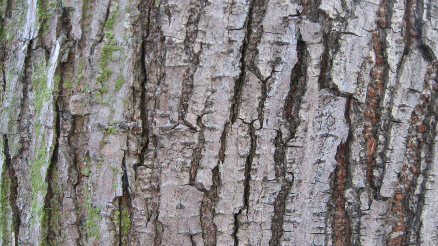 Ulmus 'Amsterdam' bast