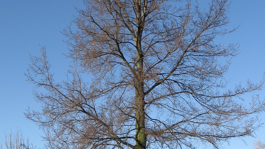 Ulmus 'Amsterdam' hoogstam