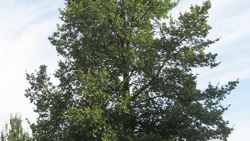 Ulmus 'Amsterdam' hoogstam