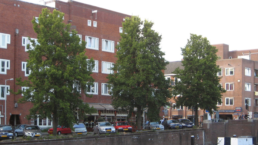 Ulmus 'Amsterdam' hoogstam