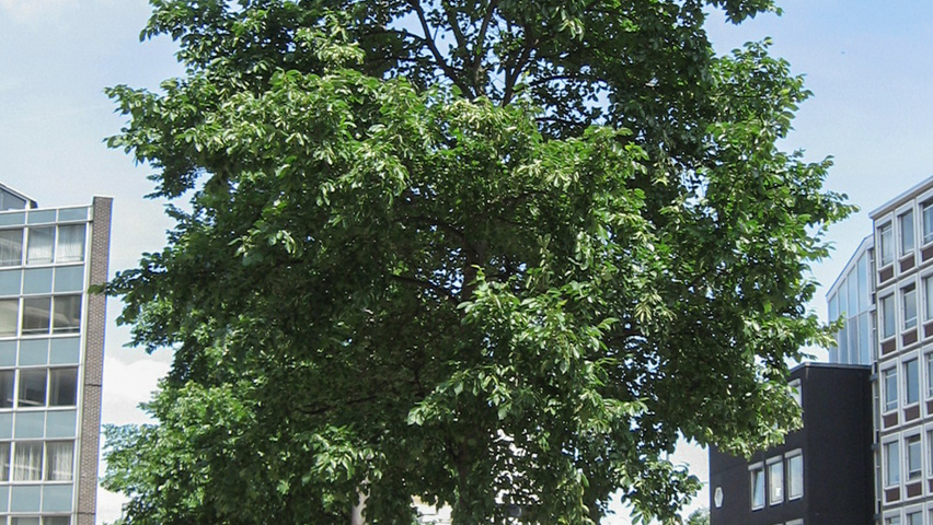 Ulmus 'Amsterdam' hoogstam