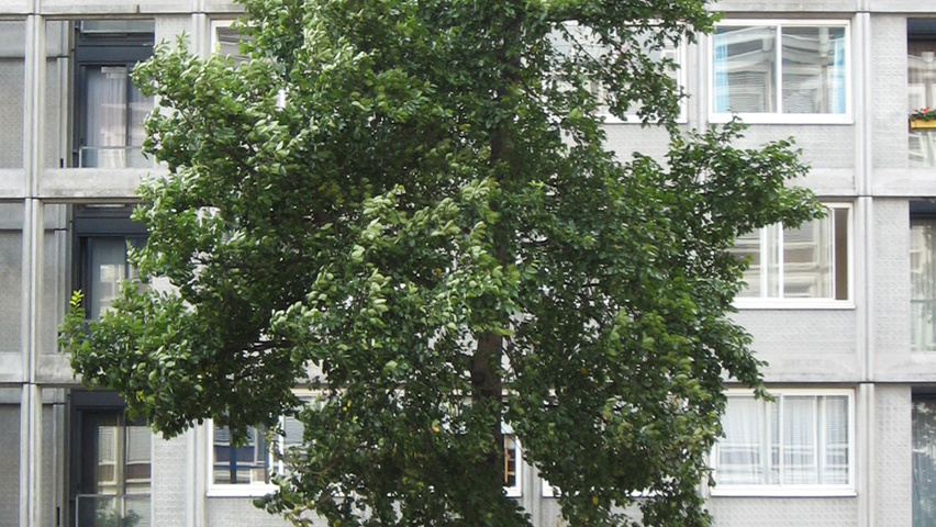 Ulmus 'Amsterdam' hoogstam