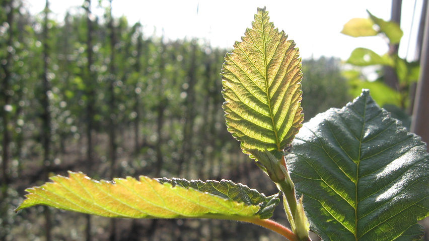 Ulmus 'Amsterdam' blad
