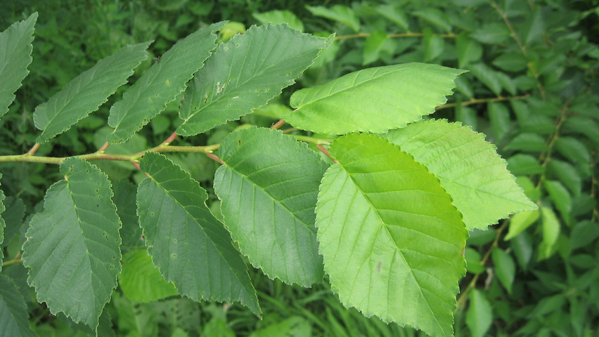 Ulmus 'Amsterdam' blad