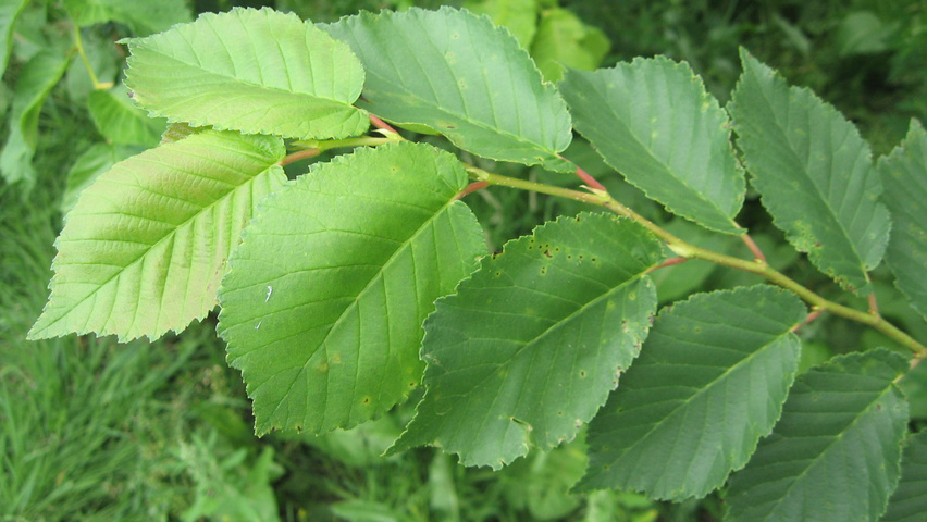 Ulmus 'Amsterdam' blad