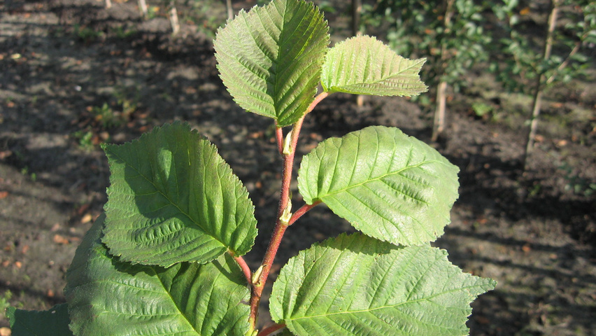 Ulmus 'Amsterdam' blad