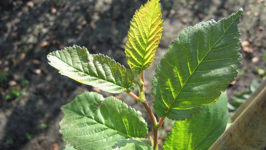 Ulmus 'Amsterdam' blad