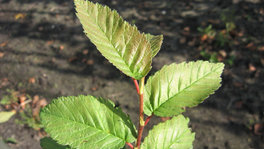 Ulmus 'Amsterdam' blad