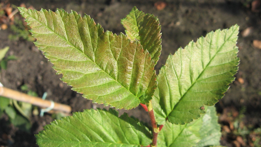 Ulmus 'Amsterdam' blad