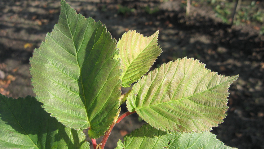 Ulmus 'Amsterdam' blad