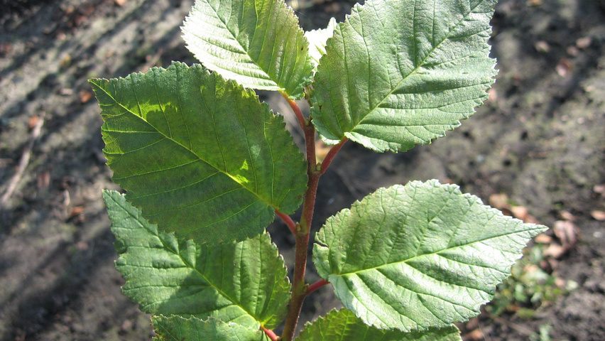 Ulmus 'Amsterdam' blad