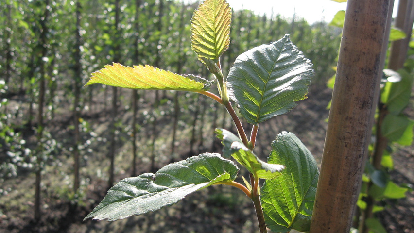 Ulmus 'Amsterdam' blad