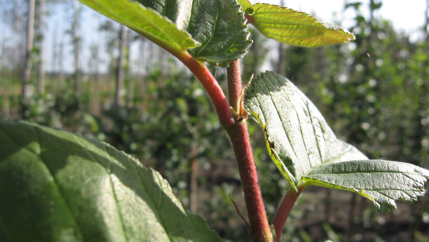 Ulmus 'Amsterdam' twijgen