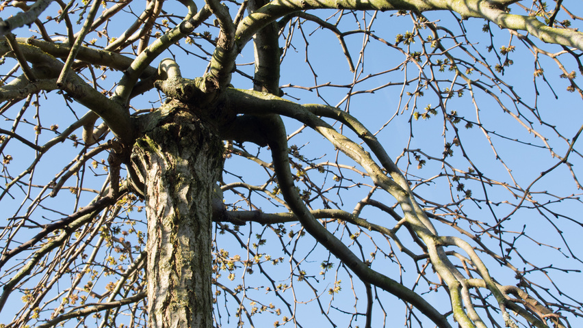 Ulmus 'Camperdownii' kora