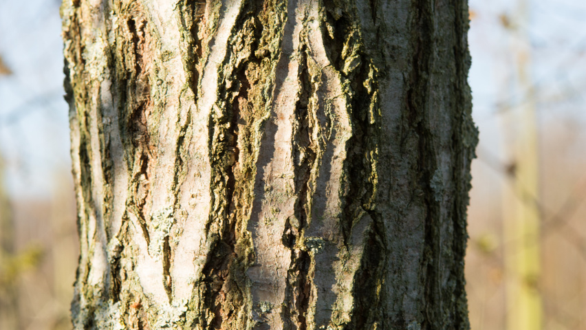 Ulmus 'Camperdownii' kora