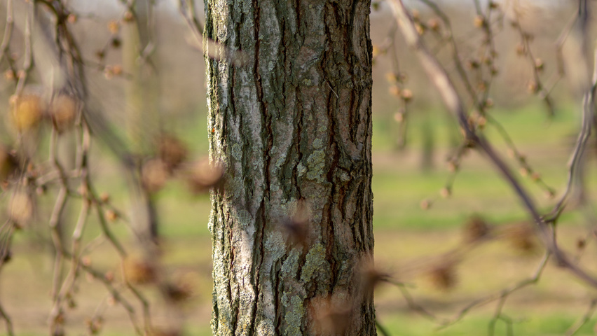 Ulmus 'Camperdownii' kora