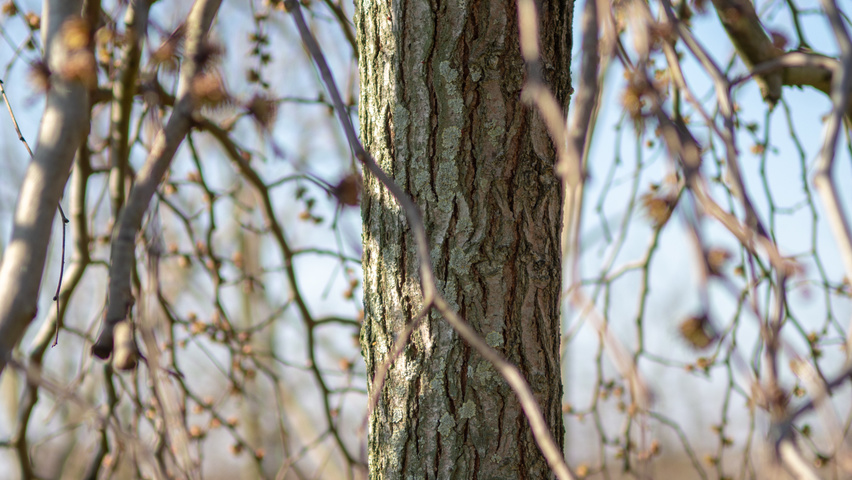 Ulmus 'Camperdownii' kora