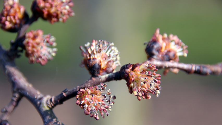 Ulmus 'Camperdownii' kwiaty