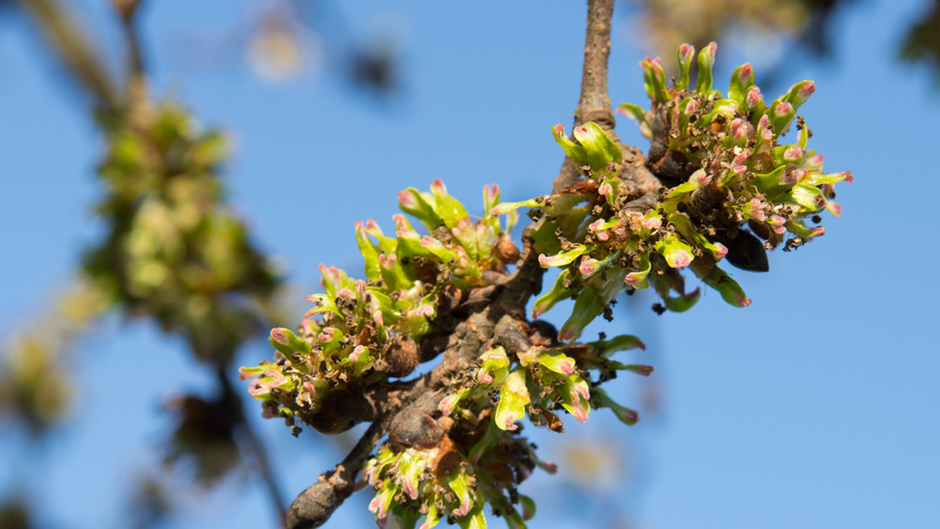 Ulmus 'Camperdownii' kwiaty