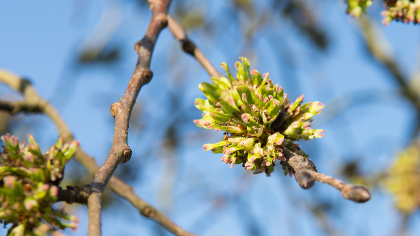 Ulmus 'Camperdownii' kwiaty