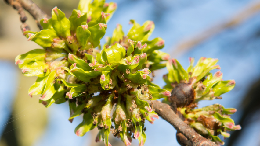 Ulmus 'Camperdownii' kwiaty
