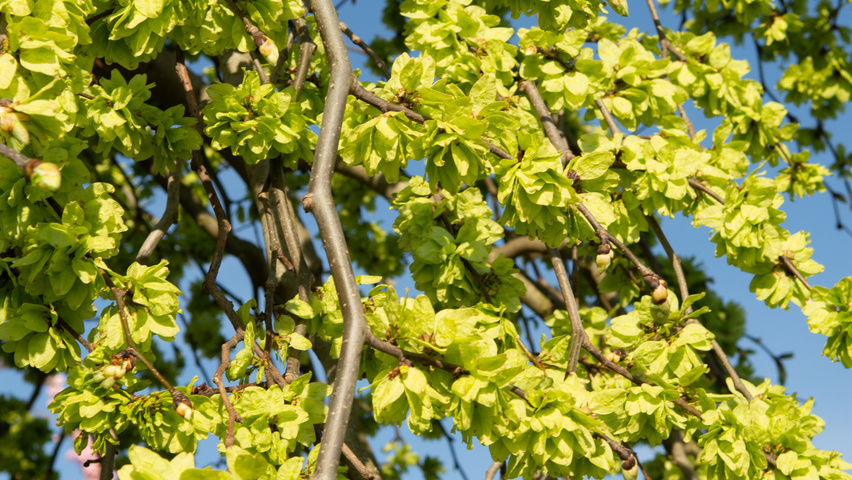 Ulmus 'Camperdownii' kwiaty
