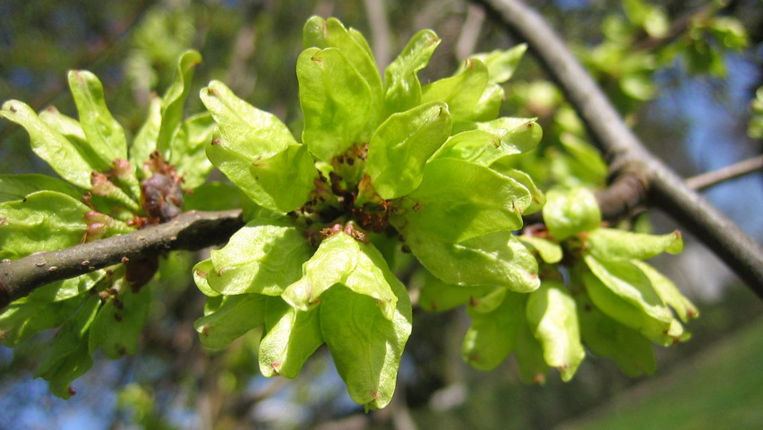Ulmus 'Camperdownii' kwiaty