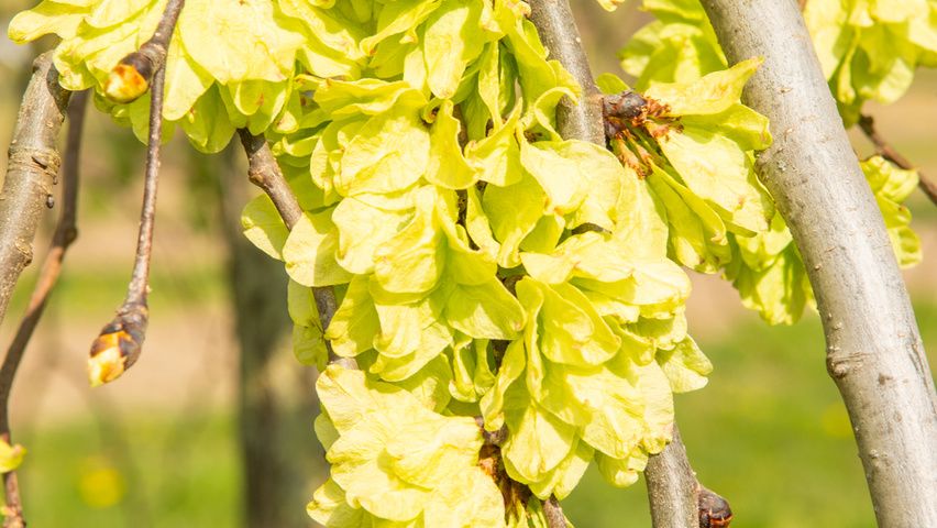 Ulmus 'Camperdownii' owoce