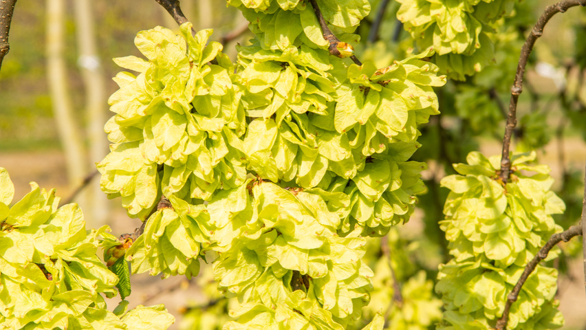 Ulmus 'Camperdownii' owoce