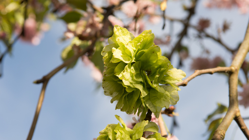 Ulmus 'Camperdownii' owoce