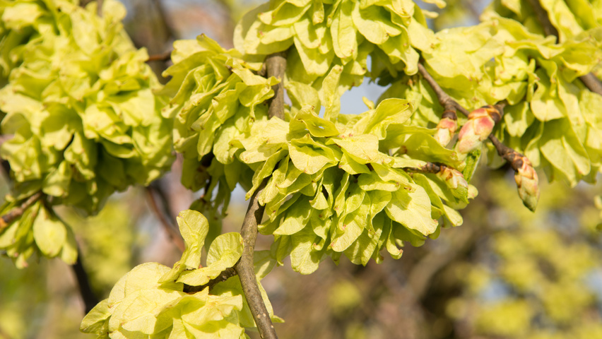 Ulmus 'Camperdownii' owoce