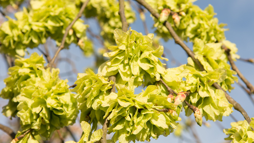 Ulmus 'Camperdownii' owoce