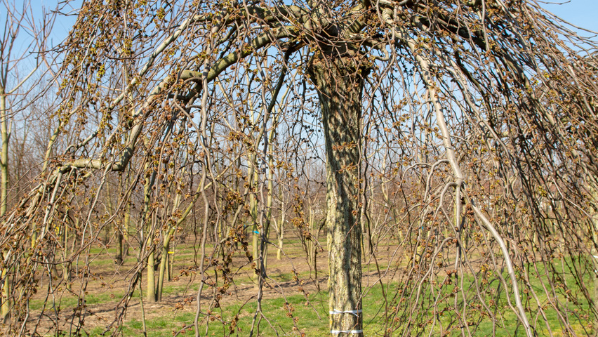 Ulmus 'Camperdownii' pienne