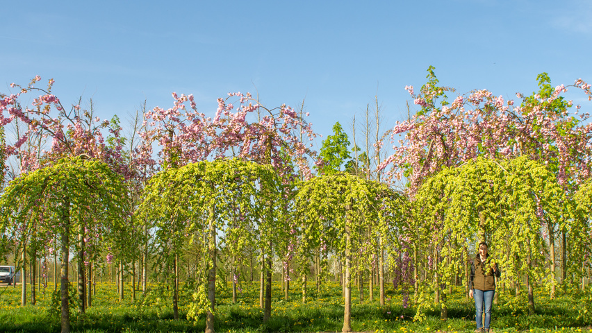 Ulmus 'Camperdownii' pienne