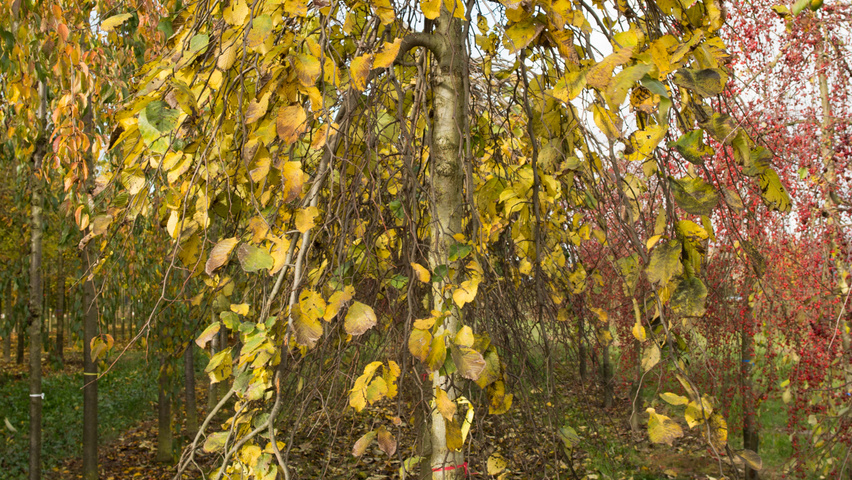 Ulmus 'Camperdownii' pienne