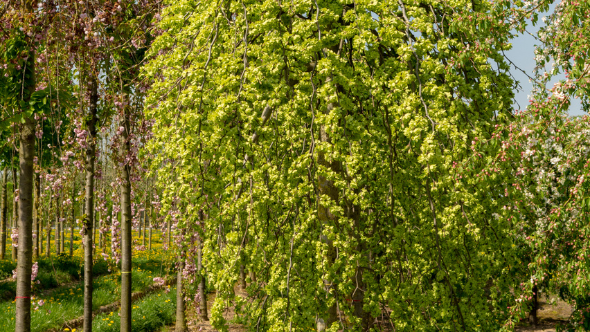 Ulmus 'Camperdownii' pienne