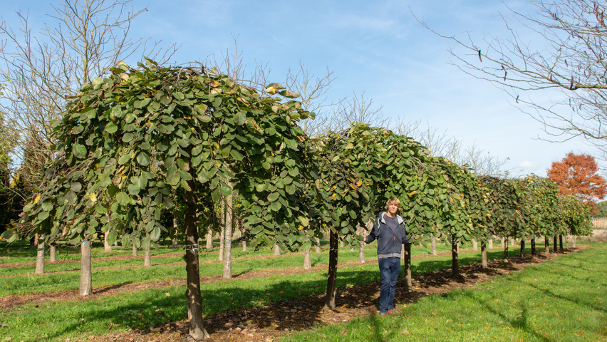 Ulmus 'Camperdownii' pienne