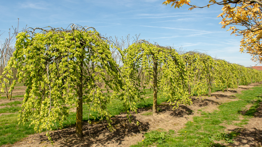Ulmus 'Camperdownii' pienne