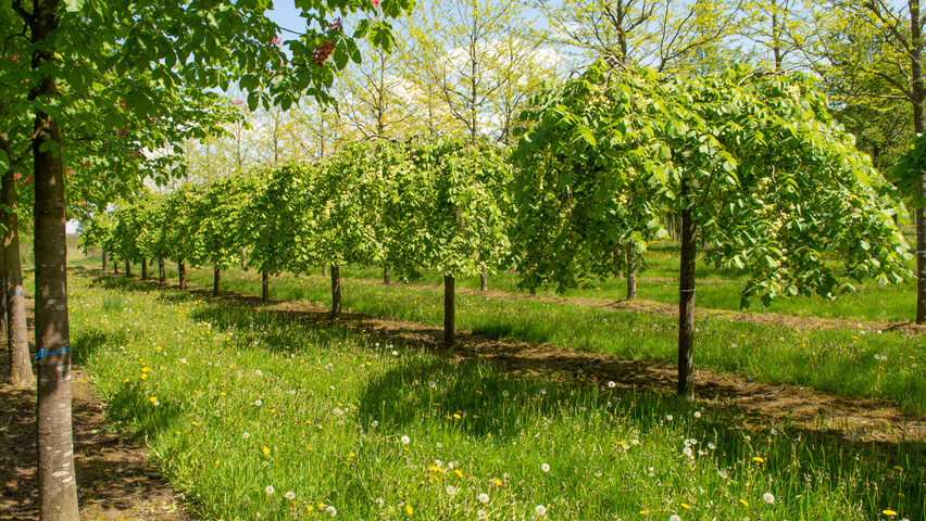 Ulmus 'Camperdownii' pienne