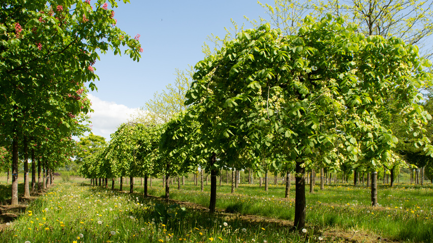 Ulmus 'Camperdownii' pienne