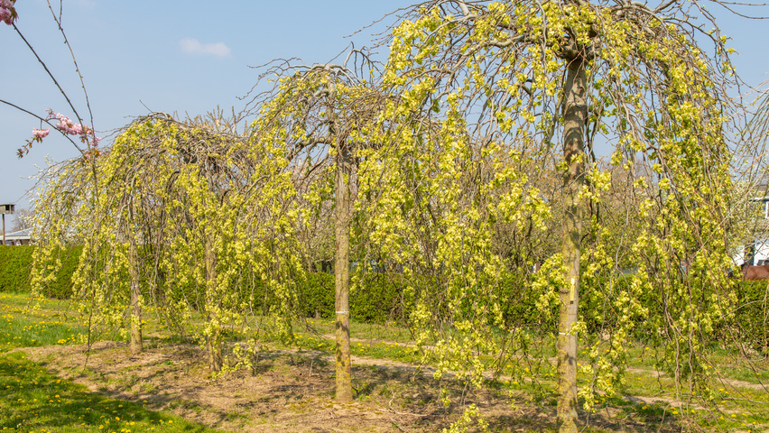 Ulmus 'Camperdownii' pienne