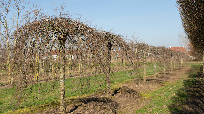 Ulmus 'Camperdownii' pienne